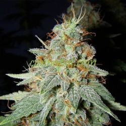 Buddhalato | Feminsed, Indoor & Outdoor