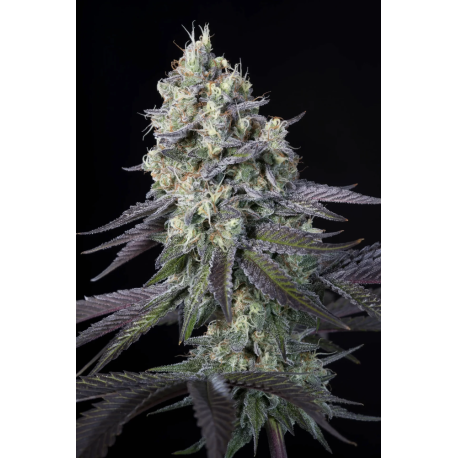 Purple Mints | Feminised, Indoor & Outdoor