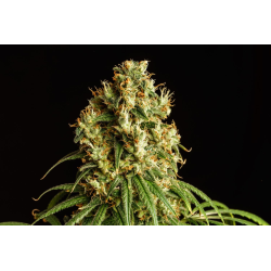 Mimosa Dream | Feminised, Indoor & Outdoor