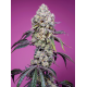 Sweet Mandarine Zkittlez F1 Fast Version | Feminised, Indoor & Outdoor