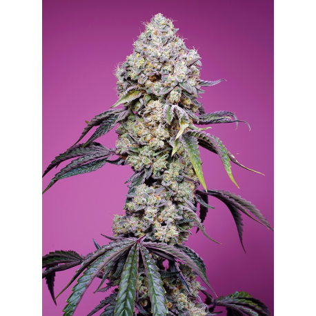Sweet Mandarine Zkittlez F1 Fast Version | Feminised, Indoor & Outdoor