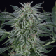 Critical Jack Auto | Feminised, Auto, Indoor & Outdoor