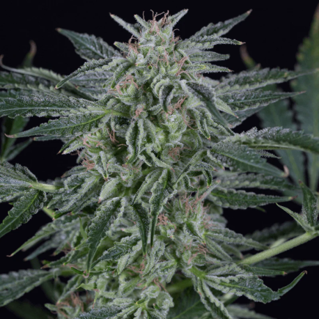 Critical Jack Auto | Feminised, Auto, Indoor & Outdoor
