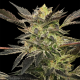 Pink Sunset Auto by Sherbinskis | Feminised, Auto, Indoor & Outdoor