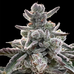 Polar Gelato by Sherbinskis | Feminised, Indoor & Outdoor