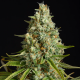 Amnesia Lemon | Feminised, Indoor & Outdoor