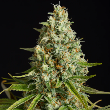 Amnesia Lemon | Feminised, Indoor & Outdoor