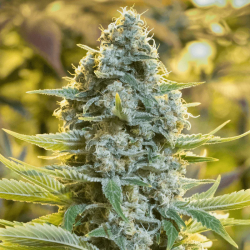Moby Dick | Feminised, Indoor & Outdoor