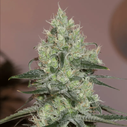 Original Amnesia | Feminised, Indoor & Outdoor