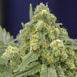 White Widow | Feminised, Indoor & Outdoor