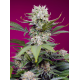 Sweet Mandarine Zkittlez XL Auto | Feminised, Auto, Indoor & Outdoor
