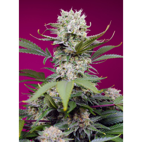 Sweet Mandarine Zkittlez XL Auto | Feminised, Auto, Indoor & Outdoor