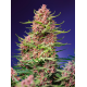 Strawberry Cola Sherbet F1 Fast Version | Feminised, Indoor & Outdoor