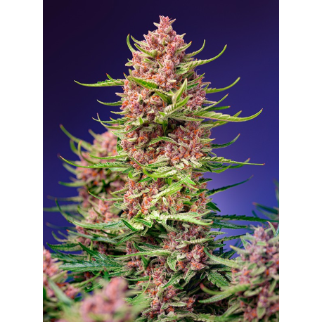 Strawberry Cola Sherbet F1 Fast Version | Feminised, Indoor & Outdoor