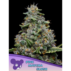 Pink Matcha Slush | Feminised, Indoor & Outdoor