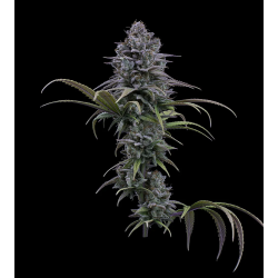 Grimm Glue XX | Feminised, Indoor & Outdoor