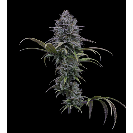 Grimm Glue XX | Feminised, Indoor & Outdoor