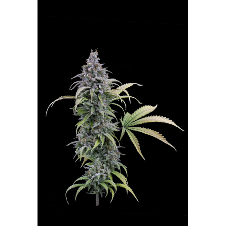Durban Nights XX | Feminised, Indoor & Outdoor