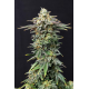 Cherry Dream | Feminised, Indoor & Outdoor