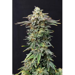 Cherry Dream | Feminised, Indoor & Outdoor