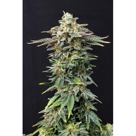 Cherry Dream | Feminised, Indoor & Outdoor