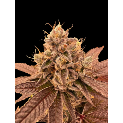 Fancy Donrouch | Feminised, Indoor & Outdoor