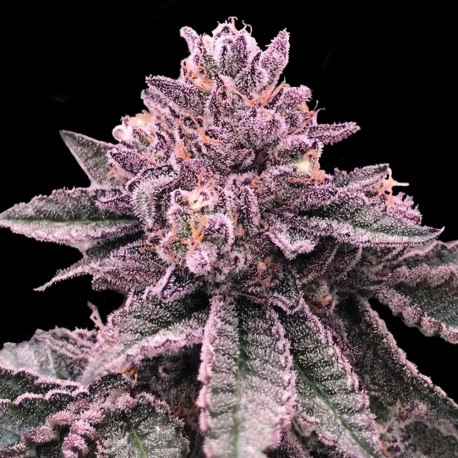 DNA Cake | Feminised, Indoor & Outdoor