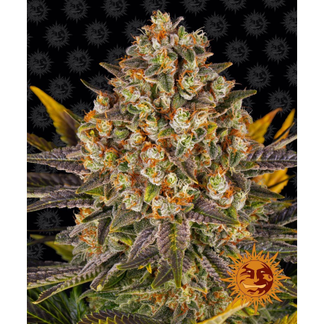 Banana Punch | Feminised, Indoor & Outdoor