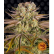Pineapple Express | Feminised, Indoor & Outdoor
