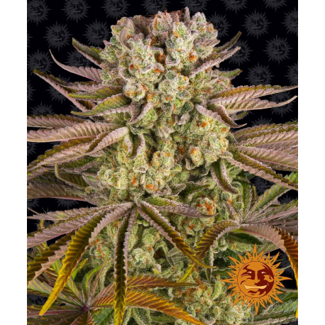 Pineapple Express | Feminised, Indoor & Outdoor