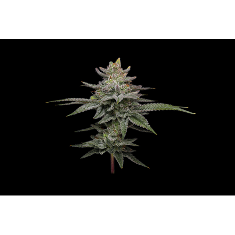 Blueberry Cupcake | Feminised, Indoor & Outdoor