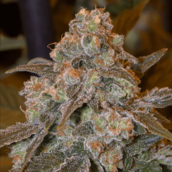 Gorilla Frost | Feminised, Indoor & Outdoor