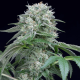 Starfire OG | Feminised, Indoor & Outdoor