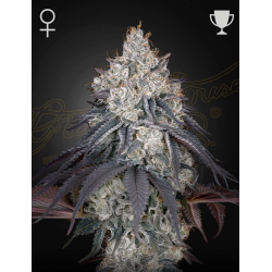 Lemon Orange | Feminised, Indoor & Outdoor