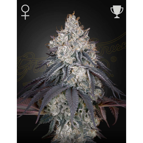 Lemon Orange | Feminised, Indoor & Outdoor