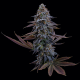 G13 Genius XX | Feminised, Indoor & Outdoor