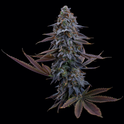 G13 Genius XX | Feminised, Indoor & Outdoor