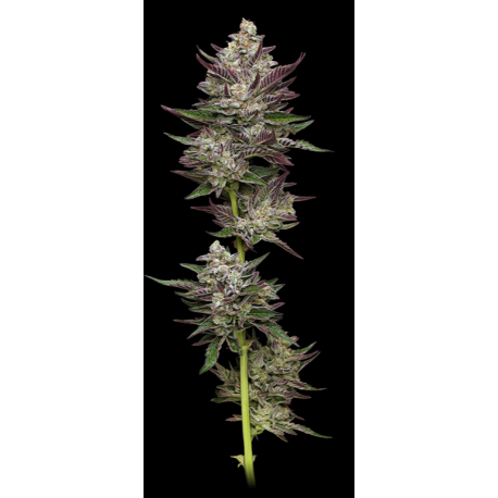 Vanilla Créme Pie | Feminised, Indoor & Outdoor