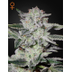 Sweet Valley Kush | Feminised, Auto, Indoor & Outdoor