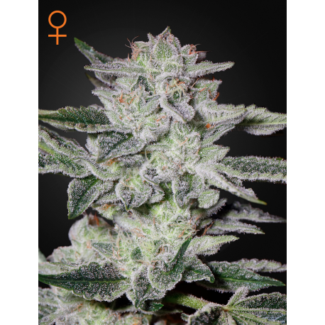 Sweet Valley Kush | Feminised, Auto, Indoor & Outdoor