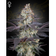 Ztrawberry | Feminised, Indoor & Outdoor