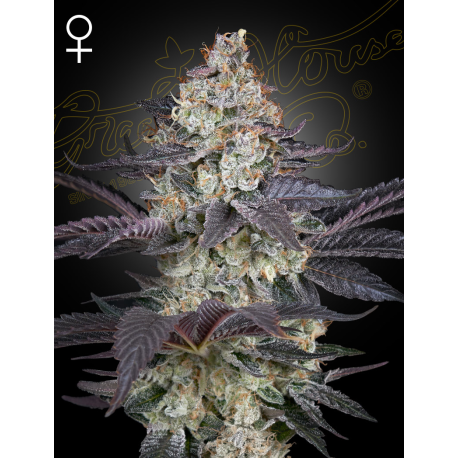 Ztrawberry | Feminised, Indoor & Outdoor
