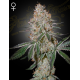 HighCloudZ | Feminised, Indoor & Outdoor