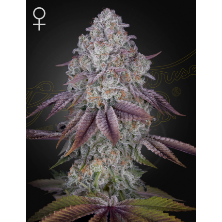 Persian Pie | Feminised, Indoor & Outdoor