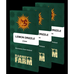 Lemon Drizzle | Feminised, Indoor & Outdoor
