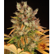 GMO | Feminised, Indoor & Outdoor