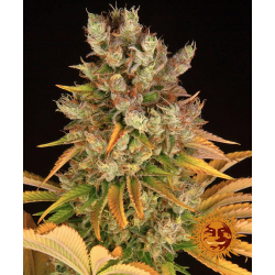 GMO | Feminised, Indoor & Outdoor
