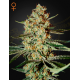 Himalaya Gold | Feminised, Indoor & Outdoor