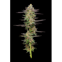 Mint Jelly Auto | Feminised, Auto, Indoor & Outdoor