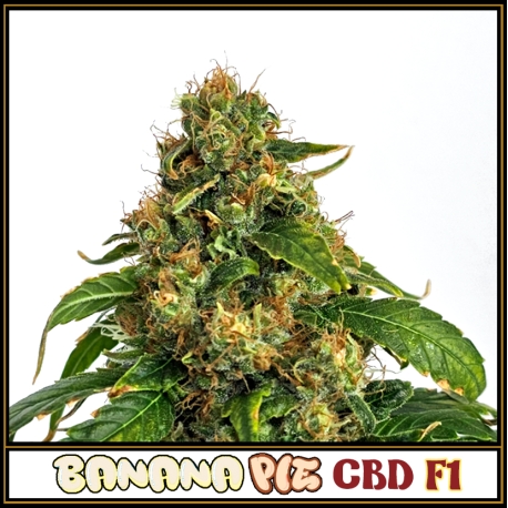 Banana Pie CBD F1 | Indoor & Outdoor